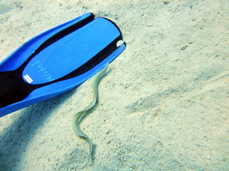 DSC05390b_Murene Tatouee -Gymnothorax griseus.jpg